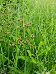 Juncus atratus