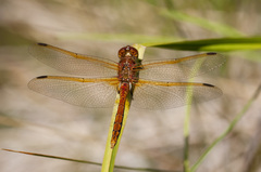 Sympetrum madidum