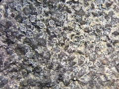 Porpidia soredizodes