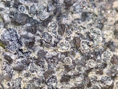 Porpidia soredizodes