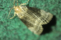 Tetheella fluctuosa