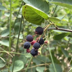 Amelanchier spicata