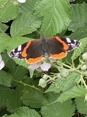 Vanessa atalanta