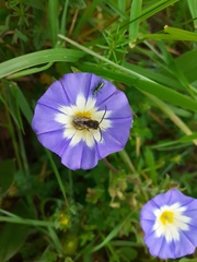 Convolvulus tricolor