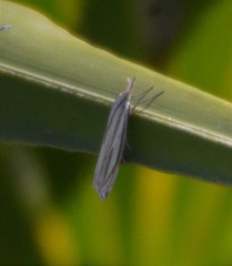 Crambus satrapellus
