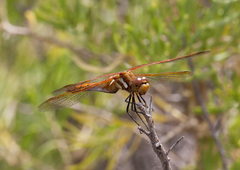 Sympetrum madidum