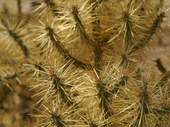 Cactaceae