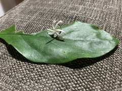 Tarenna gracilipes