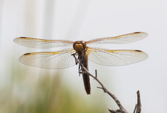 Sympetrum madidum