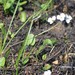 Sagittaria graminea graminea - Photo (c) Tom Palmer, μερικά δικαιώματα διατηρούνται (CC BY-NC), uploaded by Tom Palmer