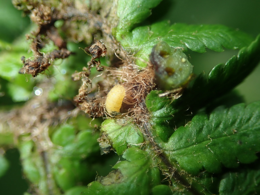 Knotting Gall