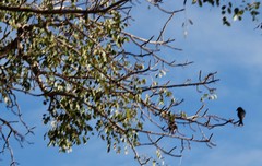 Dicrurus adsimilis fugax