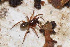 Robertus lividus
