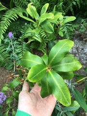 Myrsine cubana