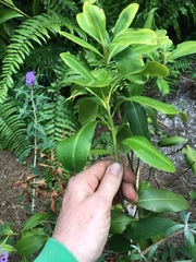 Myrsine cubana
