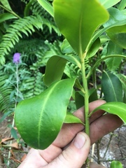 Myrsine cubana