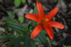 Lilium concolor partheneion