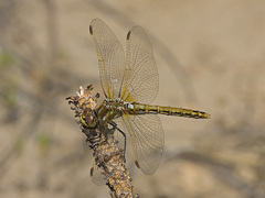 Sympetrum madidum