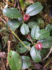 Blakea quadrangularis