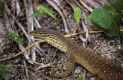 Yellow-Spotted Monitor photo 4