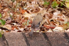Cercotrichas quadrivirgata