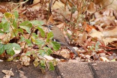 Cercotrichas quadrivirgata