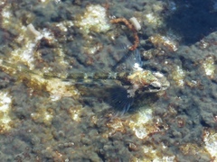 Enneapterygius atrogulare