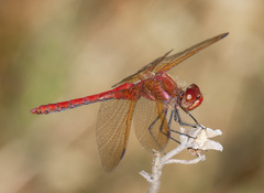 Sympetrum madidum