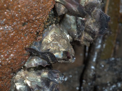 Saccostrea glomerata