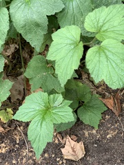 Eriocapitella × hybrida