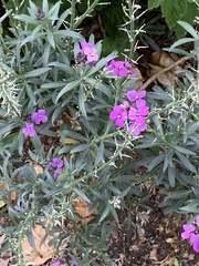 Erysimum linifolium