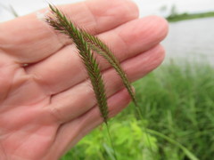 Hordeum brevisubulatum