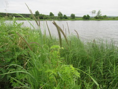 Hordeum brevisubulatum