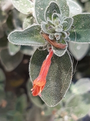 Epilobium canum