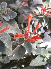 Epilobium canum