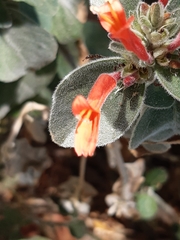 Epilobium canum
