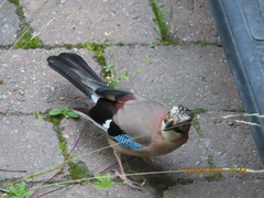 Garrulus glandarius