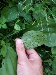 Phyllosticta plantaginis