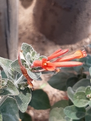 Epilobium canum