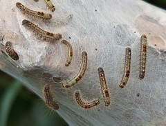 Euproctis chrysorrhoea