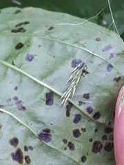 Phyllosticta plantaginis