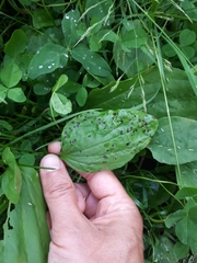 Phyllosticta plantaginis