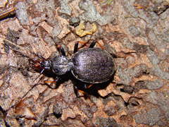 Cychrus attenuatus