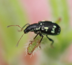 Polydrusus picus