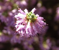 Erica inaequalis