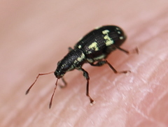 Polydrusus picus