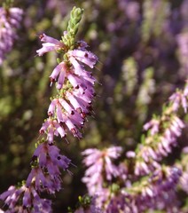 Erica inaequalis