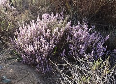 Erica inaequalis