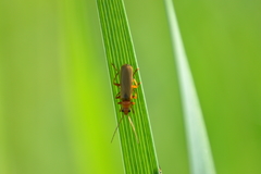 Cantharis livida