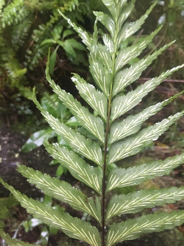 Asplenium polyodon